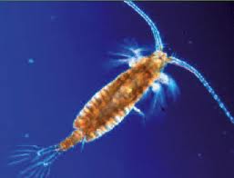 Gambar Definisi Plankton Strukturkomunitasplanktondotcom 